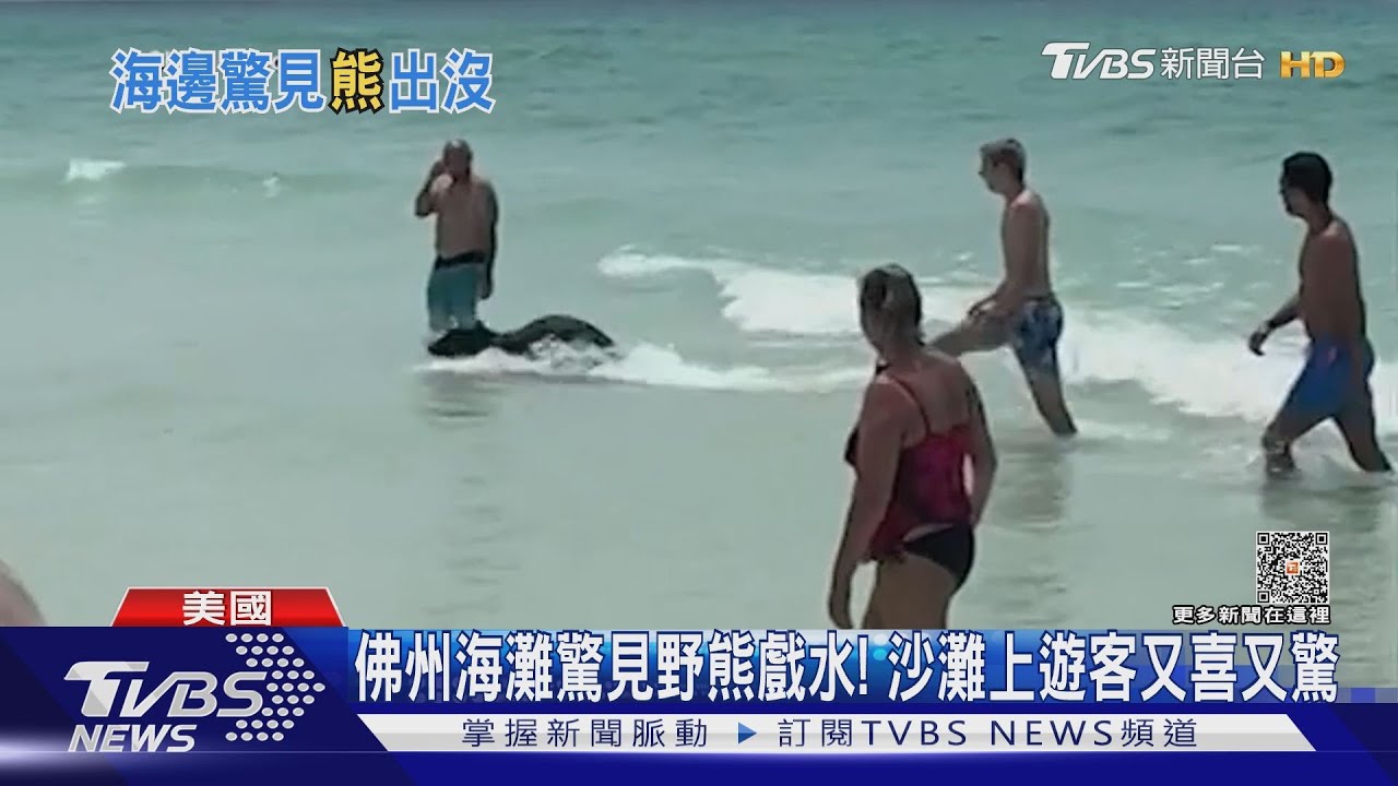 佛州海灘驚見野熊戲水! 沙灘上遊客又喜又驚