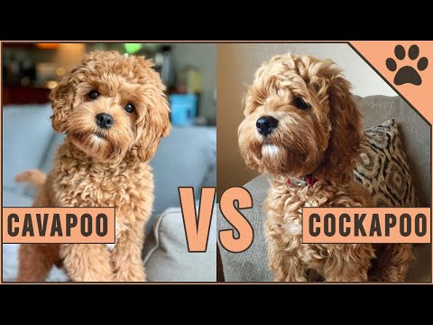 Cockapoo Puppies Nc