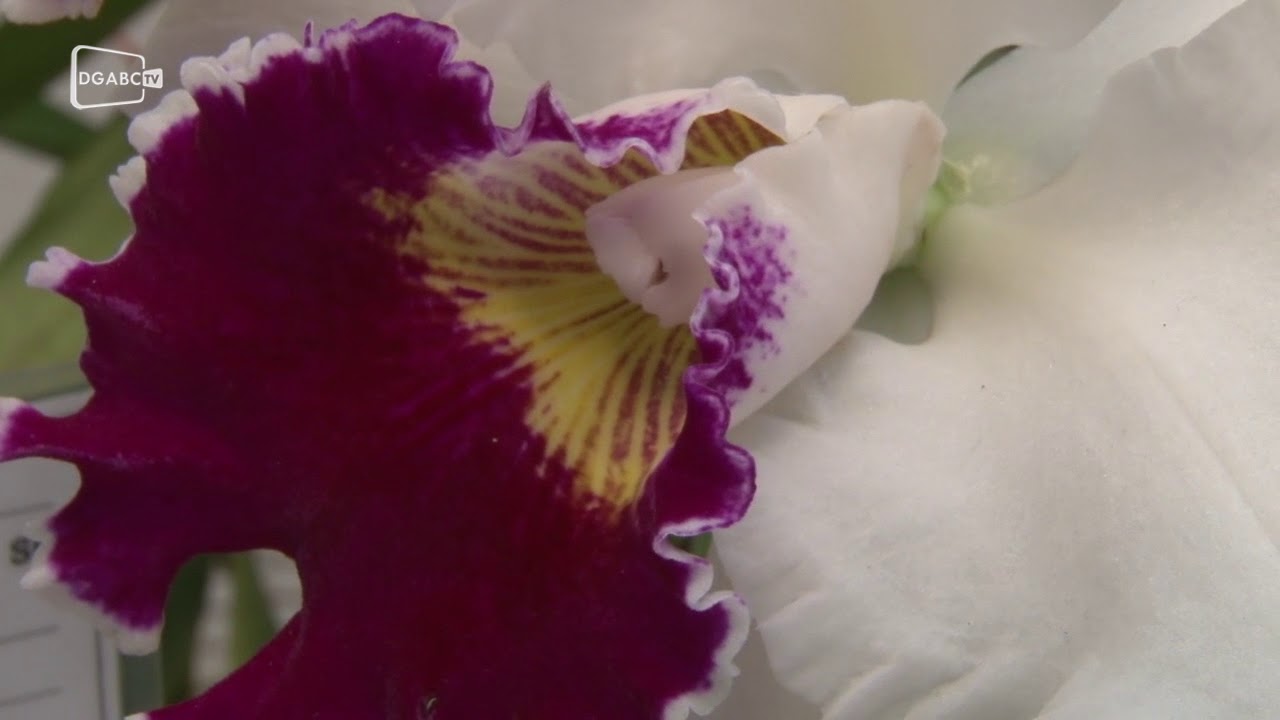 Orquidófilos reúnem-se em Santo André para abordar cultivo