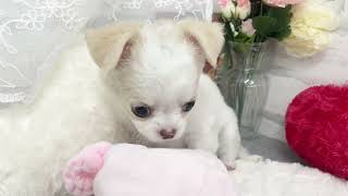 チワワ（ロング）の動画02