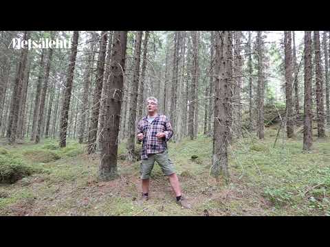 Tällaisia ovat FSC:n herkät metsäalueet