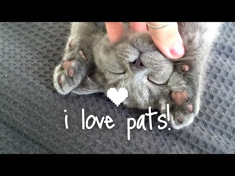 I love pats! | Alfie the British Shorthair Cat