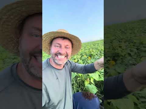 Como o solo reage após anos de boas práticas agrícolas? ???