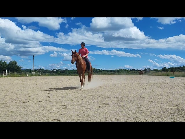 Hongre (PSA de 4 ans)