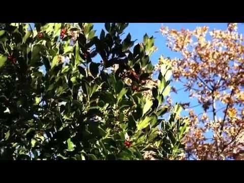 Sierra de la Demanda   Burgos