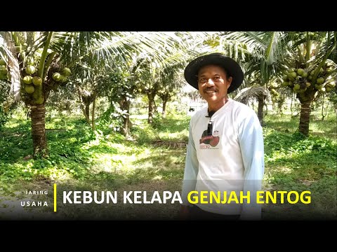 The Entog Dwarf Coconut Plantation Only Bears Fruit Abundantly in 3 Years and Has 2 Flavors of Co...