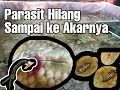 Bagaimana Cara Mengatasi Parasit Ditubuh Ikan Hias