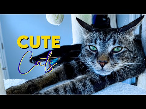 Cute Cats Meet Ollie, Tez And Gabanna 4K EP1 | Tres Gatos