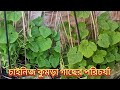 চাইনিজ কুমড়া গাছে কি কি কাজ করলে অল্প