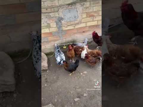 , title : 'GALLINAS CON 5 DEDOS #gallina #aves #aprendeentiktok #avicultura #mascotas #gallinero #zootecnia'