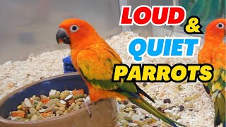 Loudest and Quietest Parrots – Noise Level