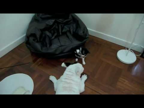 貓 狗 打一番