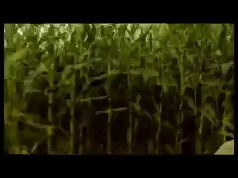 I dok purnjam, razbijam, pa me pluca bole, Zapalim jos jednu da mi bude bolje