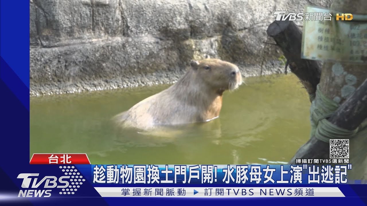 趁動物園換土門戶開! 水豚母女上演「出逃記」