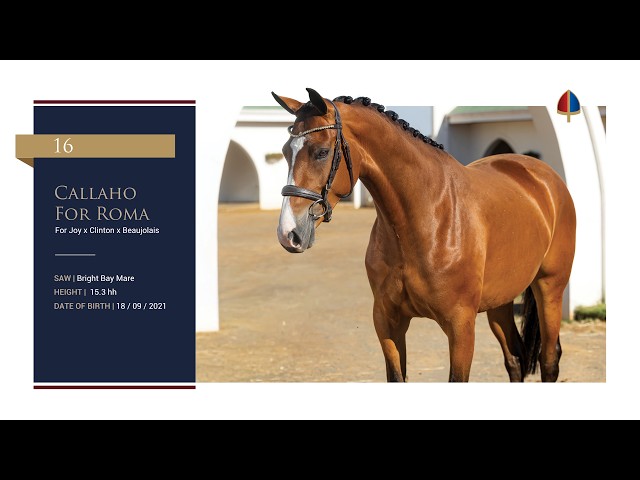 Callaho For Roma