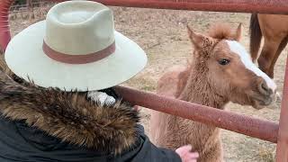This Filly Is Full Of Surprises - Episode 129