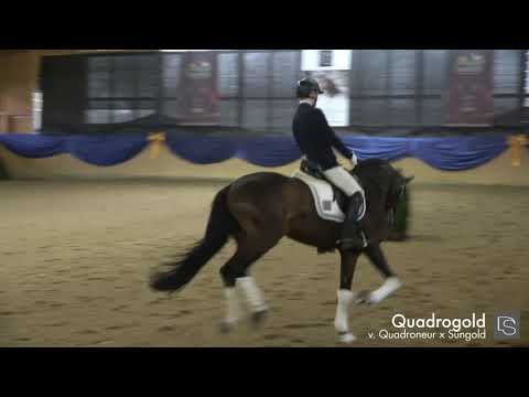 Quadrogold - 1. Burghof-Online-Hengstschau