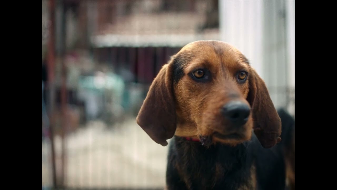 Stille Beobachter Trailer