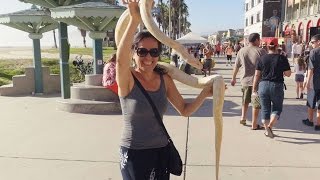 Encounter with a Boa Constrictor at Venice Beach, California