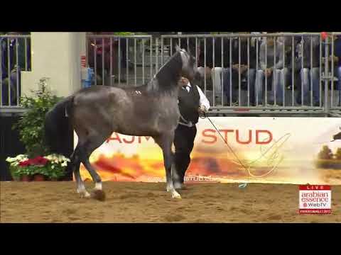 European Championships Verona 2013 - CLASS 2A