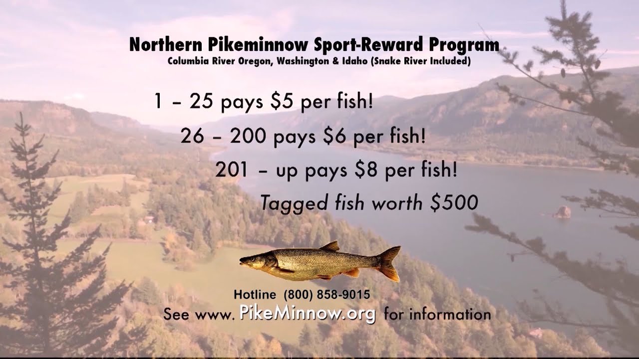 Pike Minnow Sport Reward Fishing & Columbia River Smallmouth Bass
