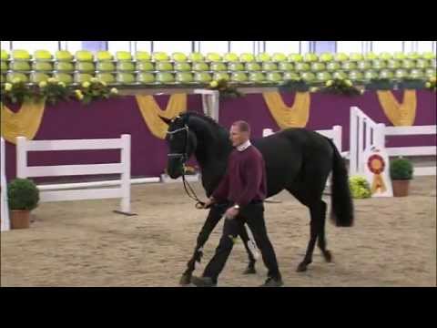 www.reitschule-sandbrink.de HOCHADEL - LONDONDERRY Stallion Dressage