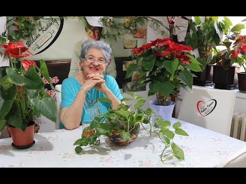 Bakina kuhinja - kako pravilno sačuvati hranu obavezno pogledati