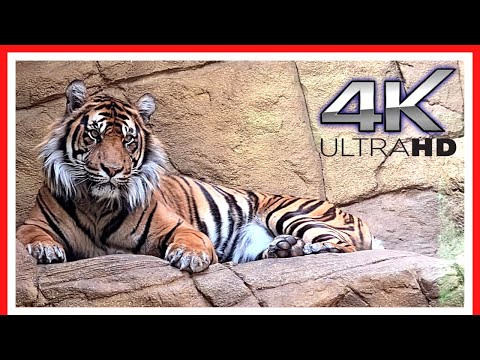 London Zoo Animals - FULL walking tour | Things to do in LONDON [ 3h40m ]