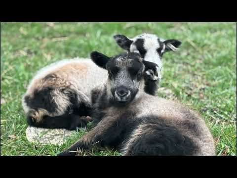 Why we raise Finnsheep