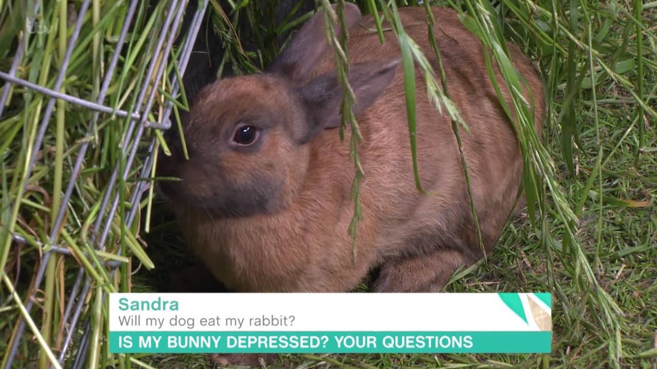 Will my dog eat my pet rabbit? Life Set Go