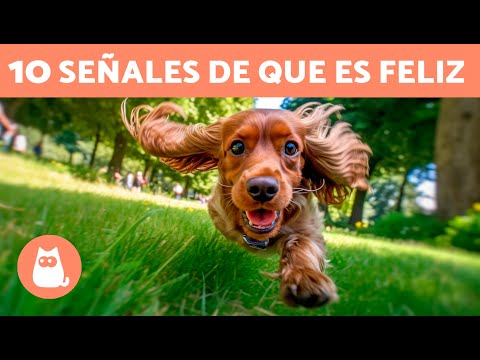 How to tell if my dog ​​is happy? 🐶 (10 signs that a dog is happy)