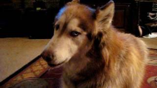 Wolf like me; call and response