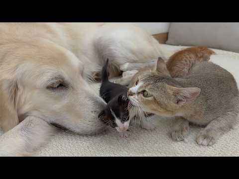 YouTube 썸네일