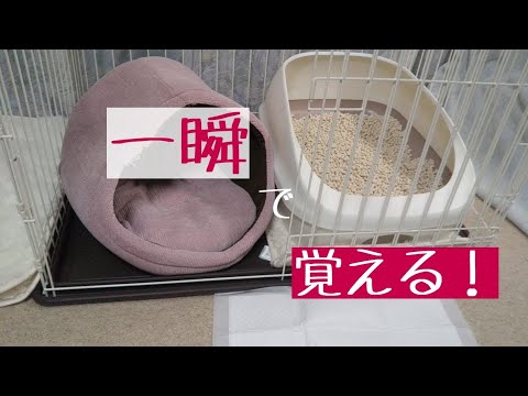 猫にトイレを教える