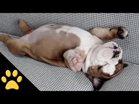 Hilarious and Adorable Dog Video Compilation