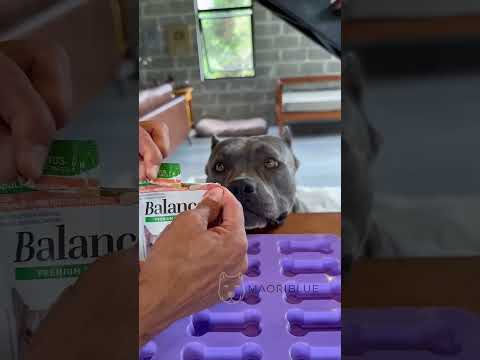 Para os Dias de Calor, Picolé de Osso - Nossa Rotina #americanbully