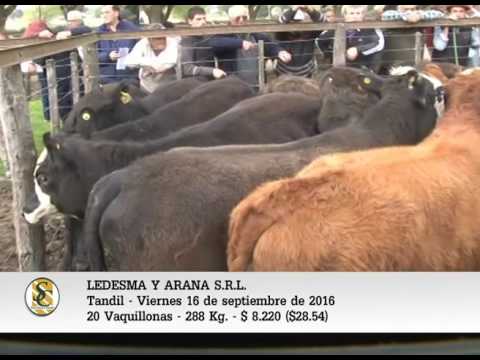 16-09-16 - Venta de Invernada - Ledesma y Arana S.R.L. - Tandil