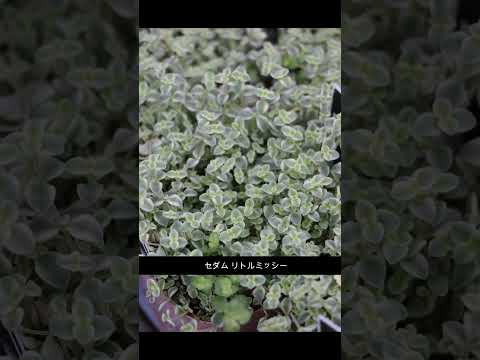 園芸 斑入り Eléagnus Maculata Aurea、斑入りスパイシー シャレフ