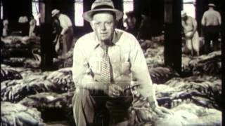 Tobacco, 1940's - Film 6605