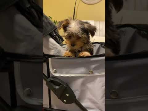 Prince Yorkie rides again