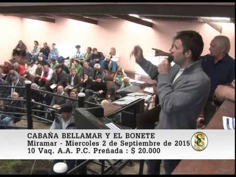 02-09-15 Venta de Vacas y Vaquillonas A.A. P.C. Preñadas - Cabaña Bellamar y El Bonete - Miramar.