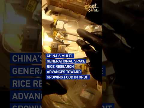 China's multi-generational space rice research advances toward growing food in orbit #coolchina