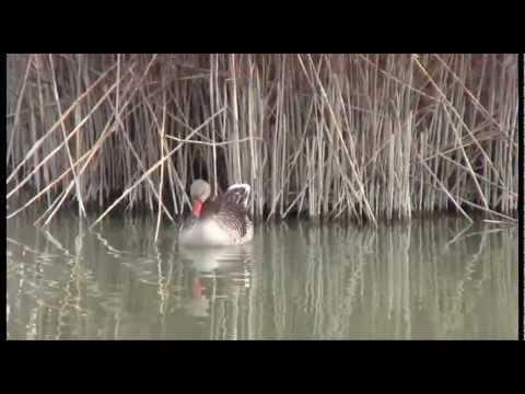 Osservazioni di Palmipedi al Parco Lago Nord di Paderno Dugnano (MI) - SCNA-012_023
