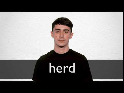 herd  Tradução de herd no Dicionário Infopédia de Inglês - Português