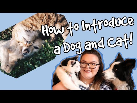 How To Introduce Cats and Dogs! Tips on How To Make Living in Dog and Cat Household Peaceful!