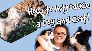 How To Introduce Cats and Dogs! Tips on How To Make Living in Dog and Cat Household Peaceful!
