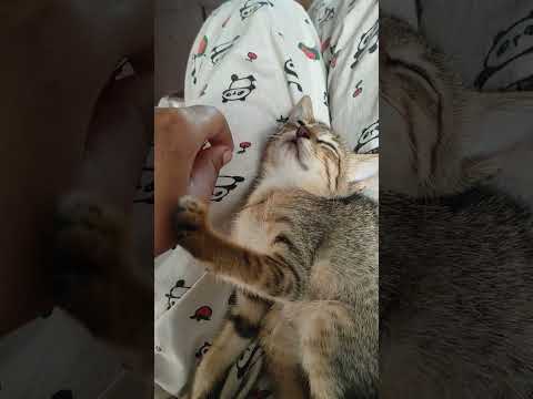 #cats #kitten #catlover #cute