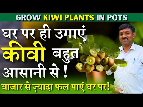 घर पर ही उगाएं कीवी बहुत आसानी से || Grow Kiwi plants in Pots || बाजार से ज़्यादा फल पाएं घर पर!