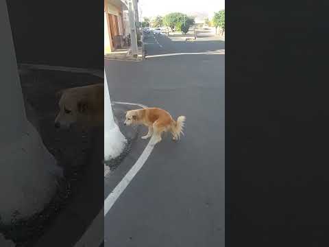 CACHORRO ESPERTO EM PRINCESA ISABEL PB