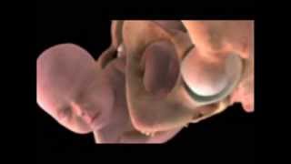 Η ανάπτυξη του εμβρύου μέχρι τη γέννηση